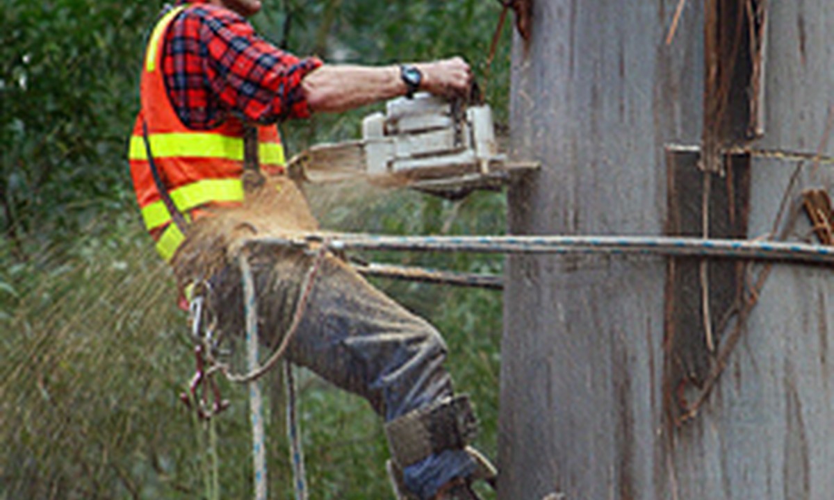 Professional arborist